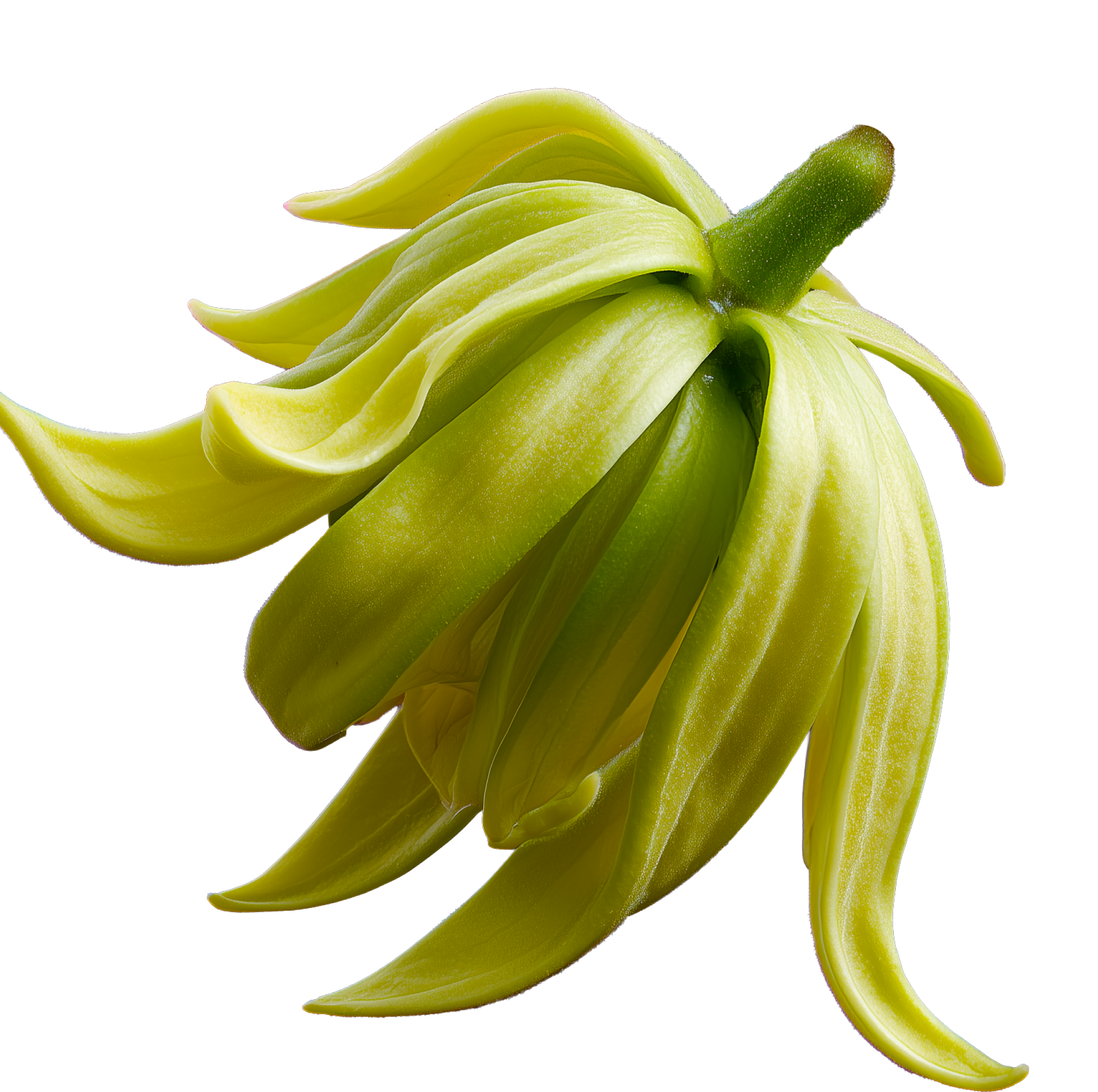 Ylang
