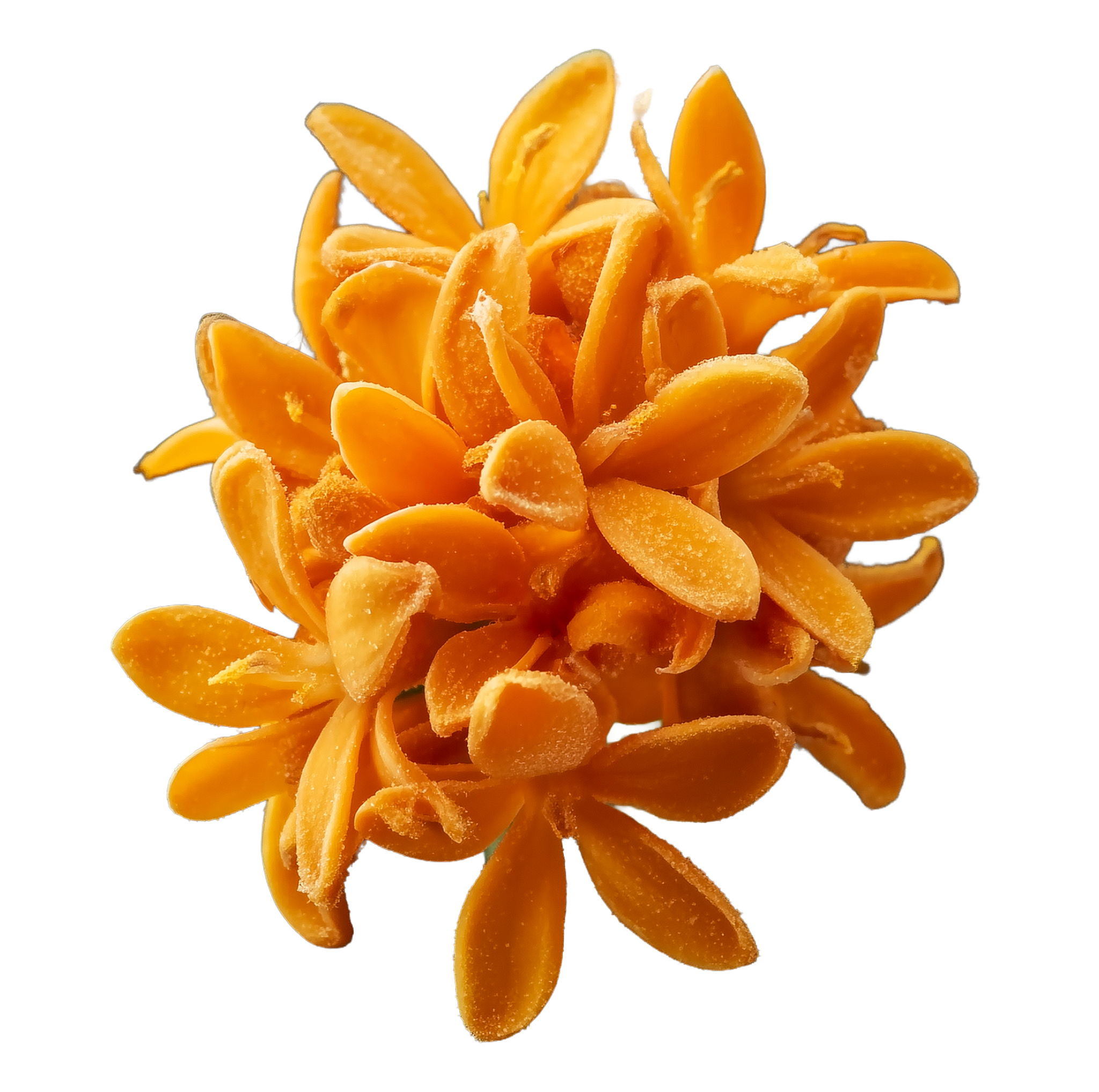 Fleur d'Osmanthus