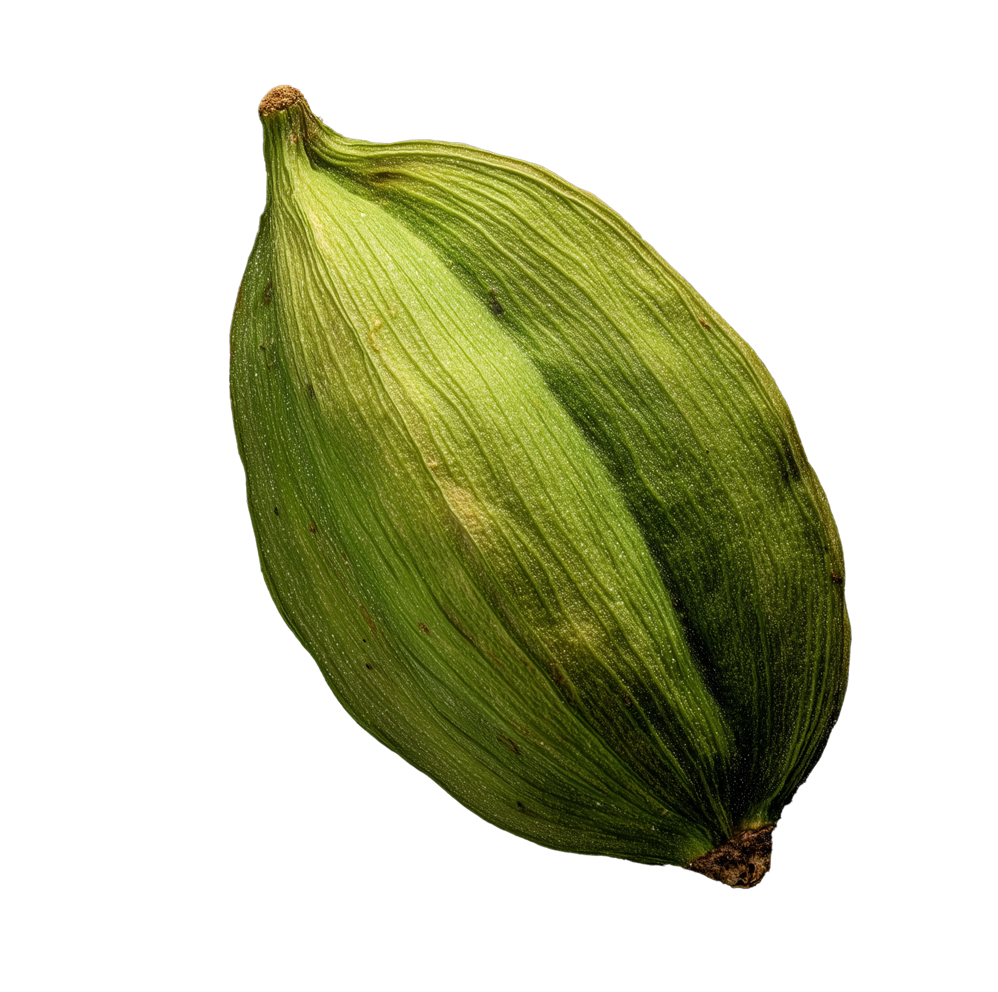 Cardamome