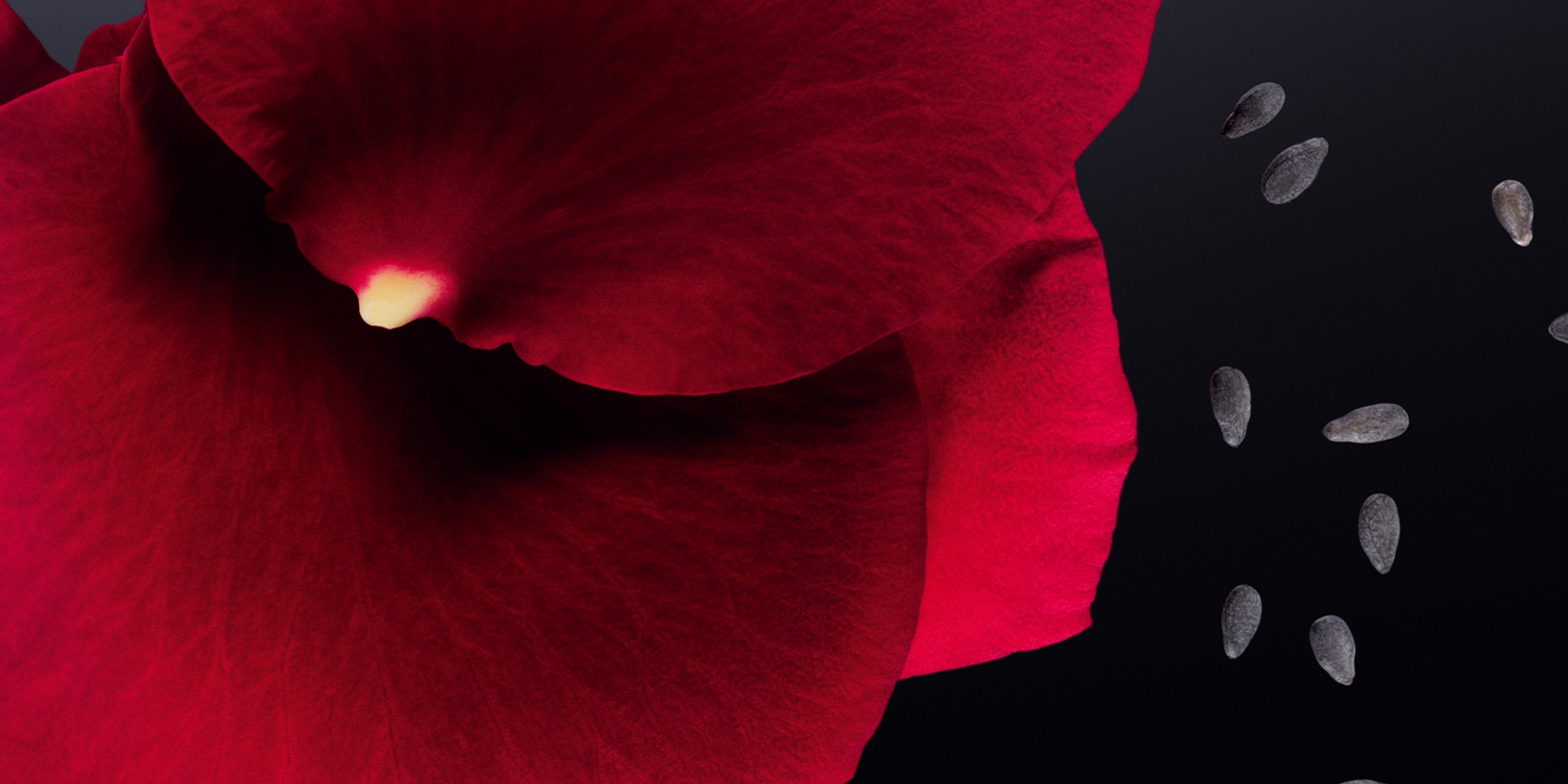 HEADER-SLIDESHOW-pdp-les-ateliers-rose-palace-ingrédient.jpg